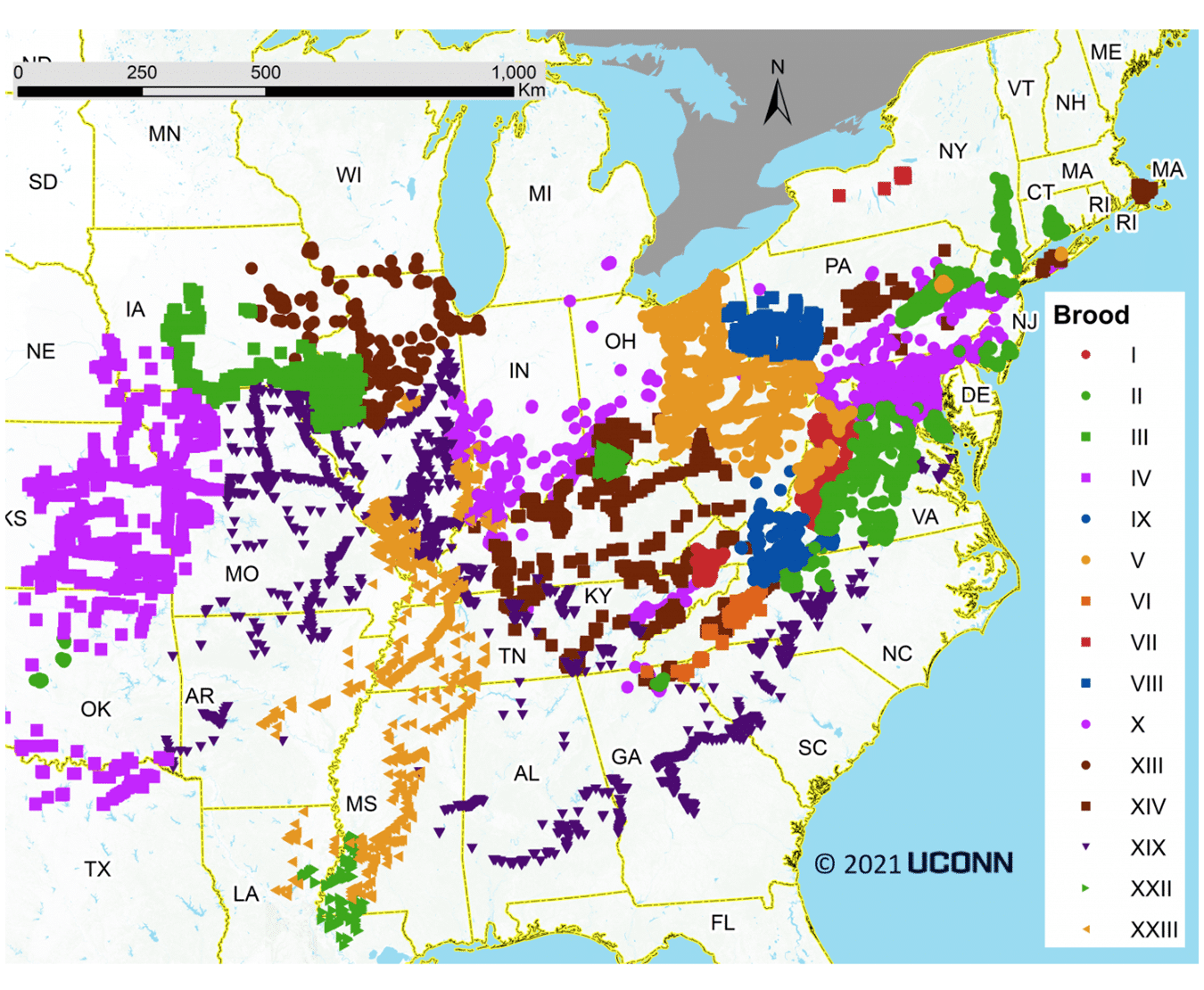 map of periodical cicacda broods in the US