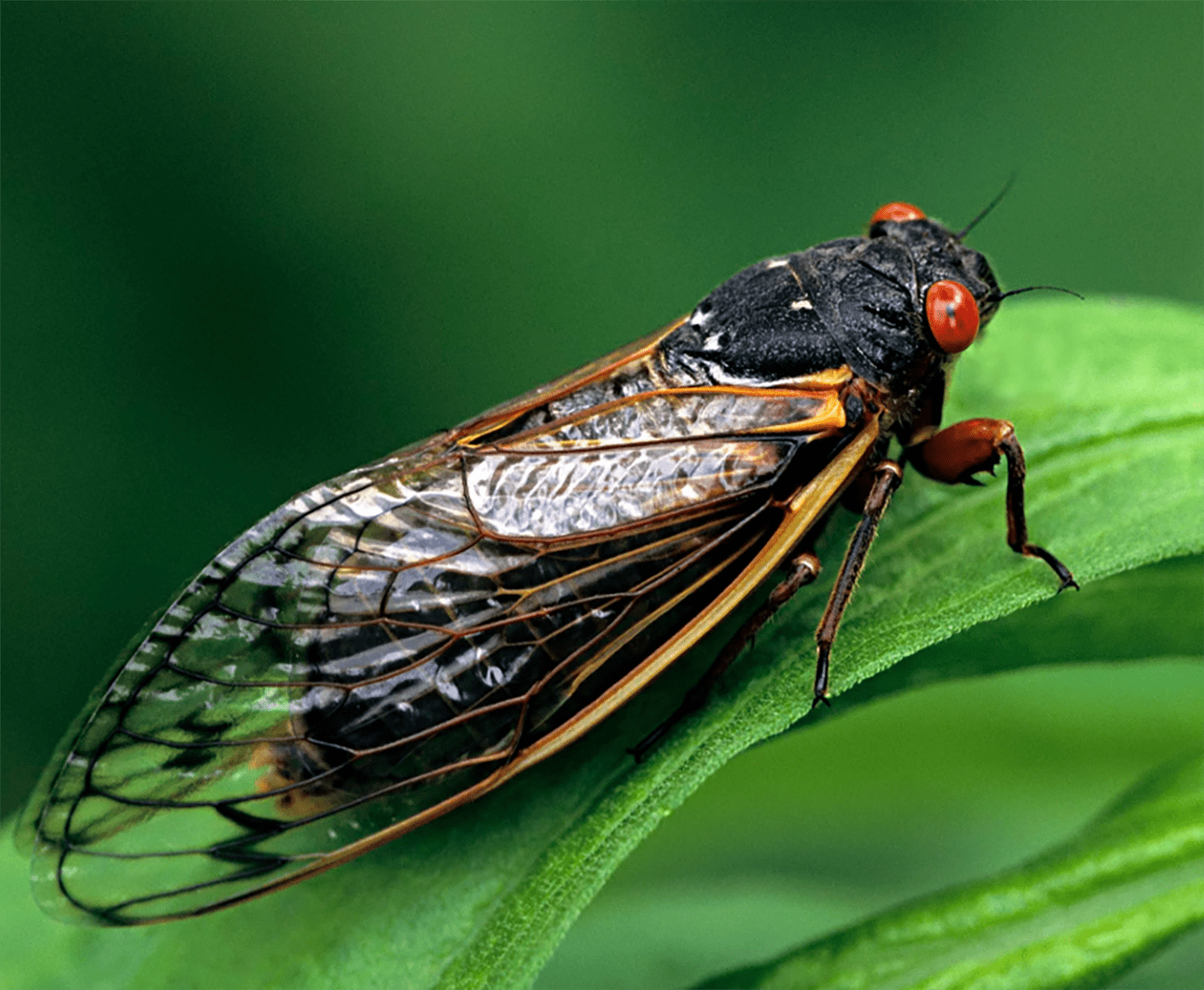 cicada - photo by NPR