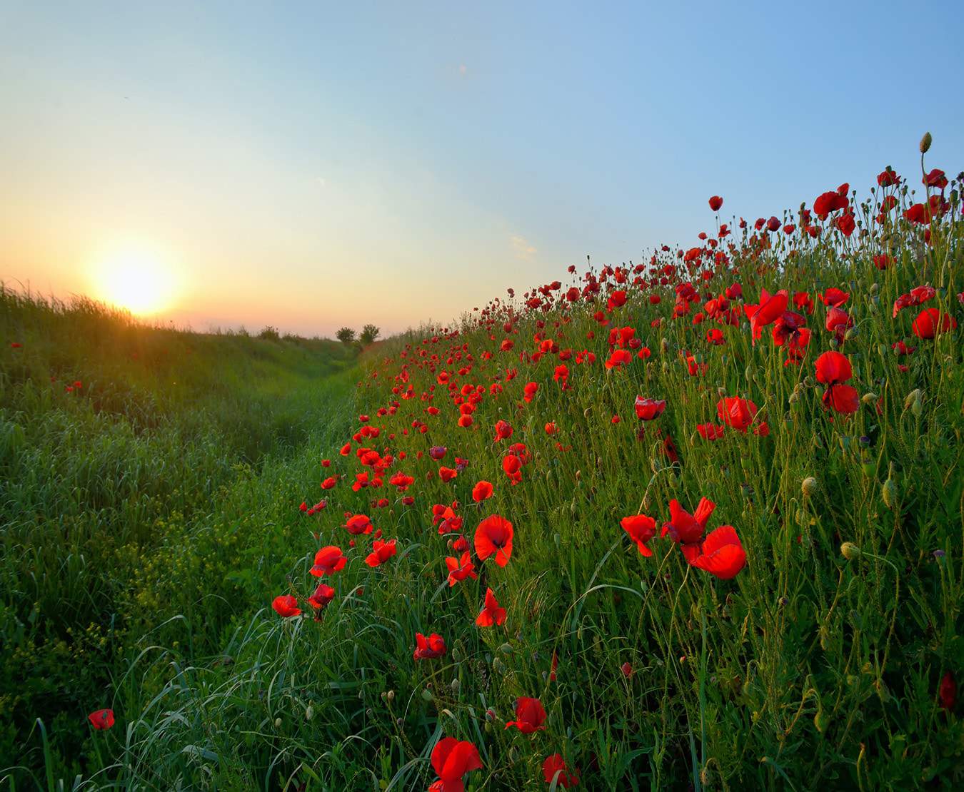 poppies blooming in a field at sunset Photo by Laurentiu Jordache on Unsplash