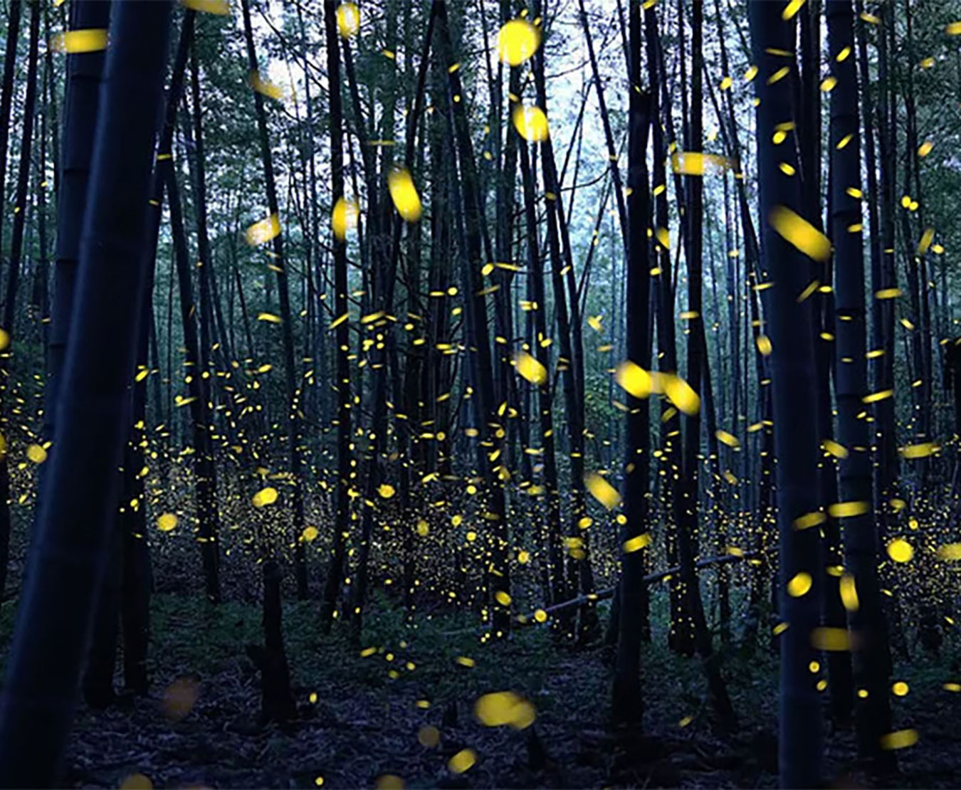 image shows fireflies or lightning bugs lighting up a dim forest