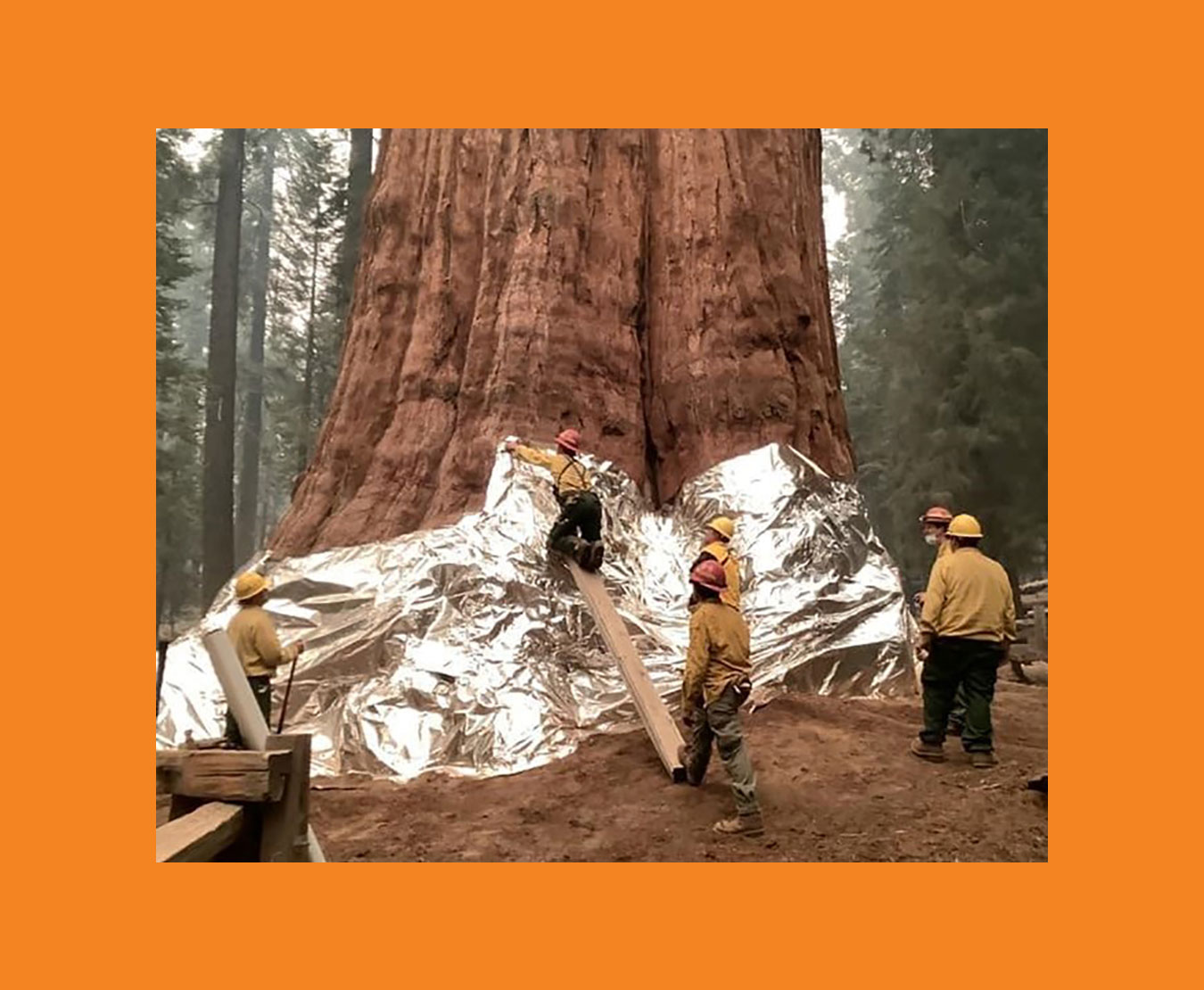 Firefighters use wooden supports to climb higher around the base of the General Sherman tree and wrap protective foil around the tree's  lower 10-15 feet. This material, also used to protect buildings, minimized the likelihood fire would ignite exposed areas, like old fire scars.