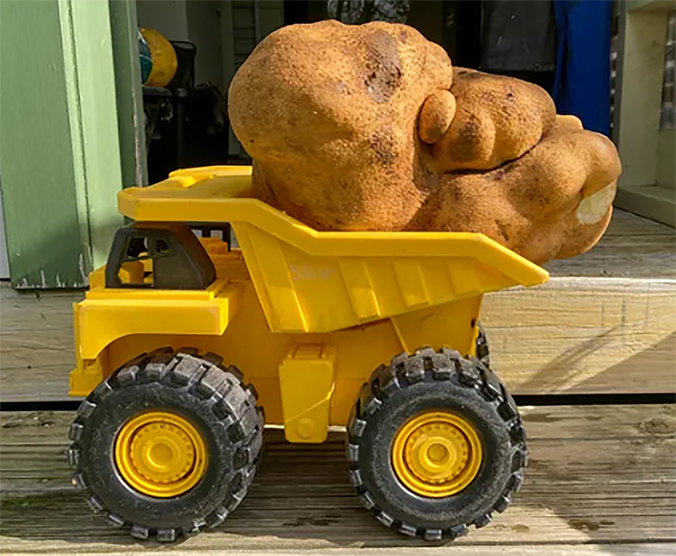 A large potato sits on a kitchen sink at Donna and Colin Craig-Brown's home near Hamilton, N.Z., Monday, Aug. 30, 2021. The New Zealand couple dug up a potato the size of a small dog in their backyard and have applied for recognition from Guinness World Records. They say it weighed in at 7.9 kg, well above the current record of just under 5 kg. They've named the potato Doug, because they dug it up.  Donna Craig-Brown via AP