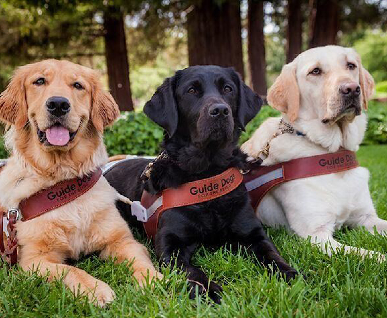 three guide dogs wearing harnesses lying in a row on the grass, golden lab, black lab, golden retriever