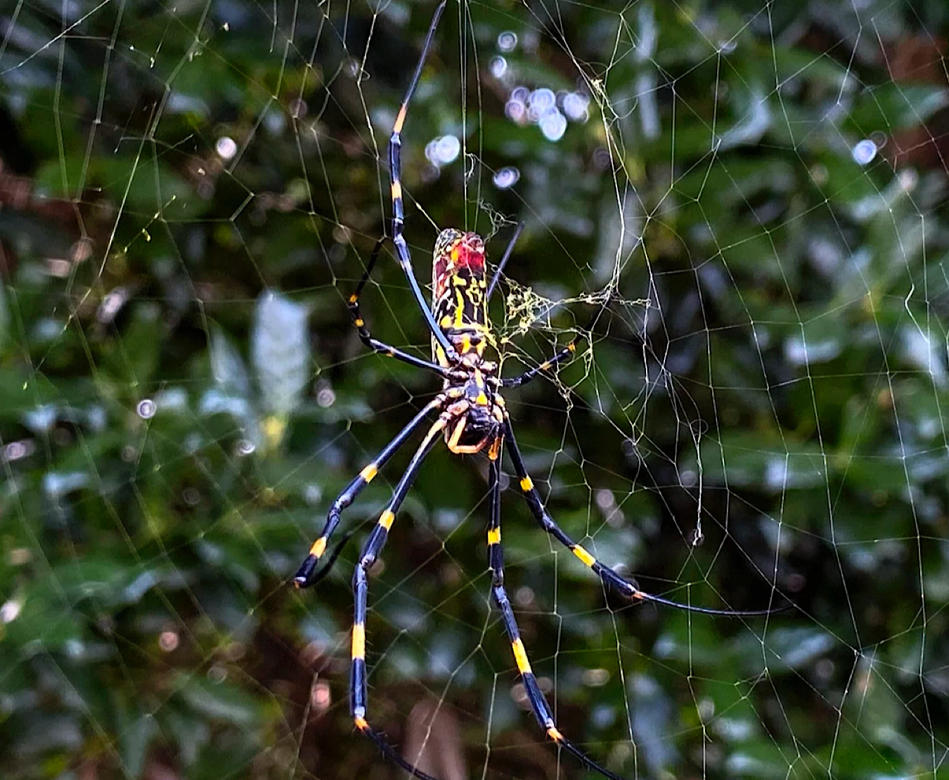 Joro spider